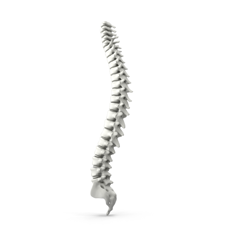 Revive Spine